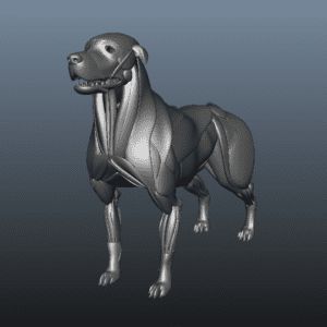 Dog muscle 3d medical