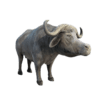 buffalo 3d model free download