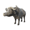 buffalo 3d model free download