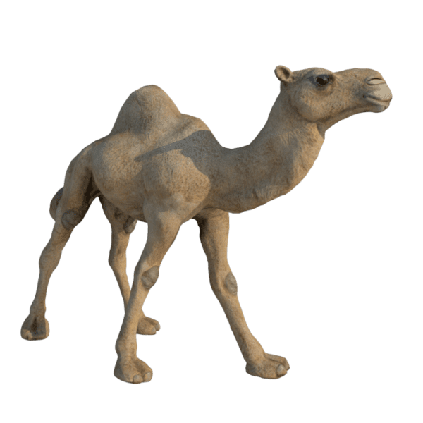 Camel 3d model