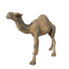 Camel 3d model