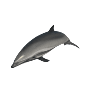 dolphin 3d model free