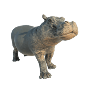 hippopotamus_3d_model free