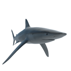 shark_3d_model_free