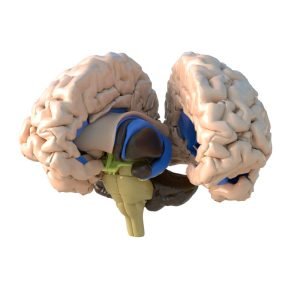 Brain_3d_ models_download