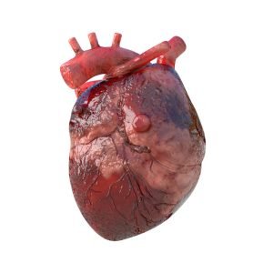 HEART_3D_MODEL