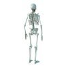 Skeleton 3d models