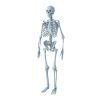 Skeleton 3d models