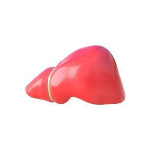 Liver 3d models download